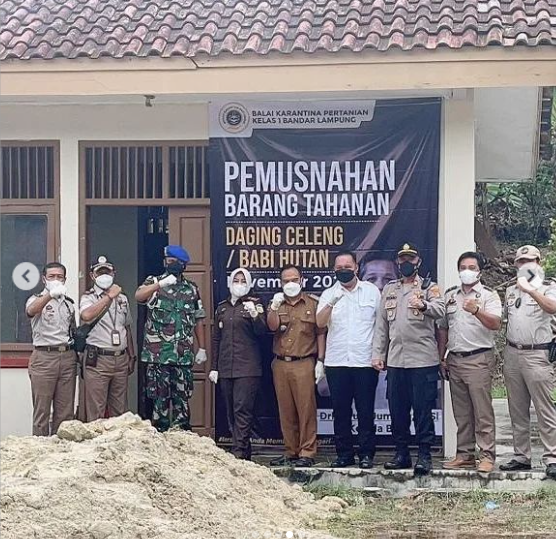 Pemusnahan Daging Babi oleh Balai Karantina Pertanian Kelas I Lampung
